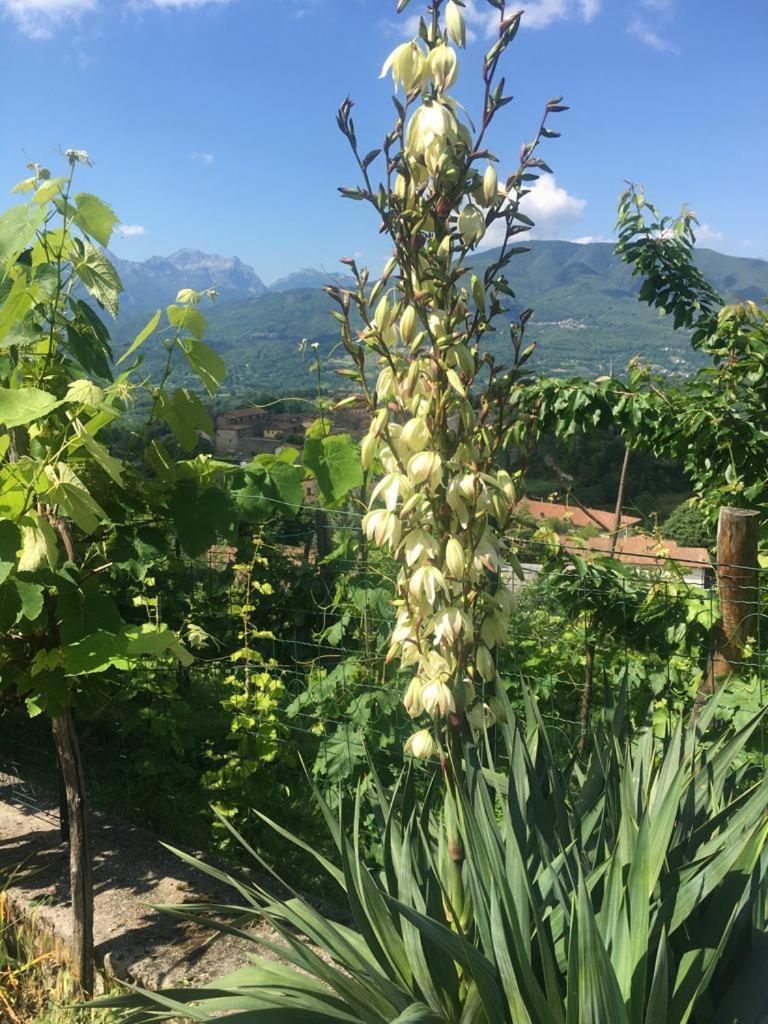 Il Casale Di Rolando Appartement Castiglione di Garfagnana Buitenkant foto